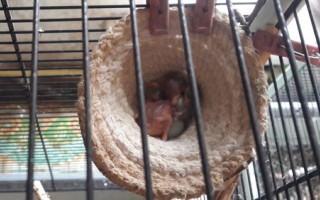 Птенцы чижа в возрасте 4 и 1,5 дней